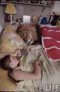 lion.jpg